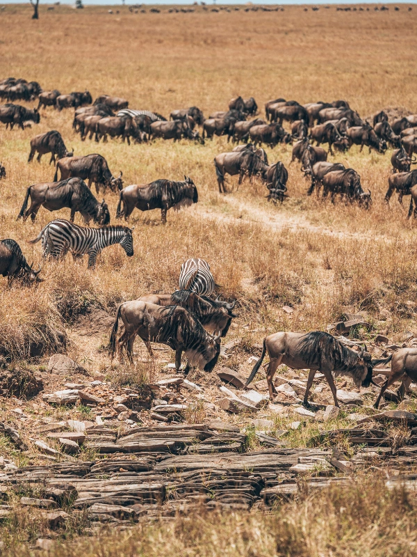 Tanzania – Serengeti